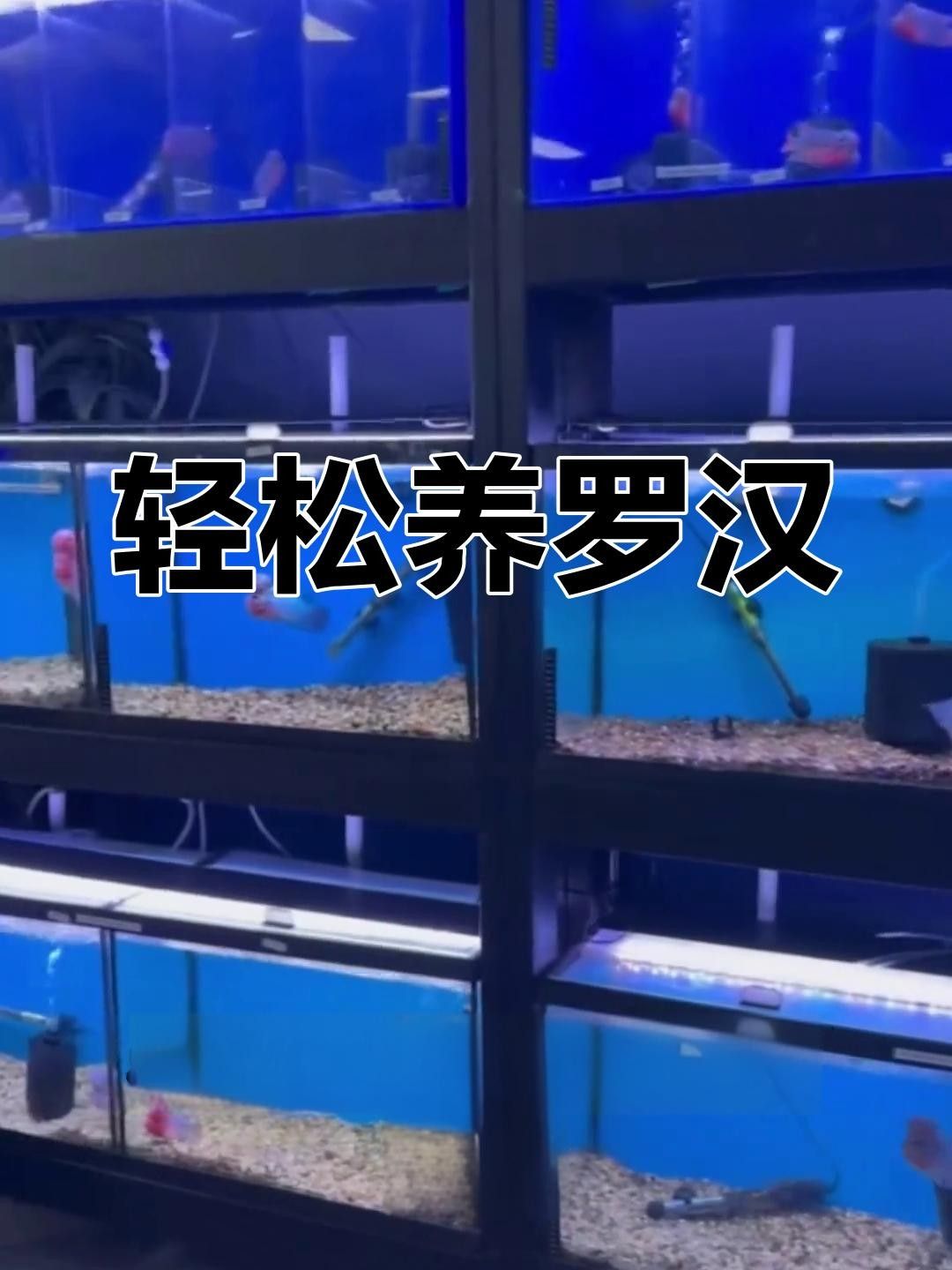 羅漢魚常見病治療方法 羅漢魚常見病治療方法 觀賞魚百科 第5張