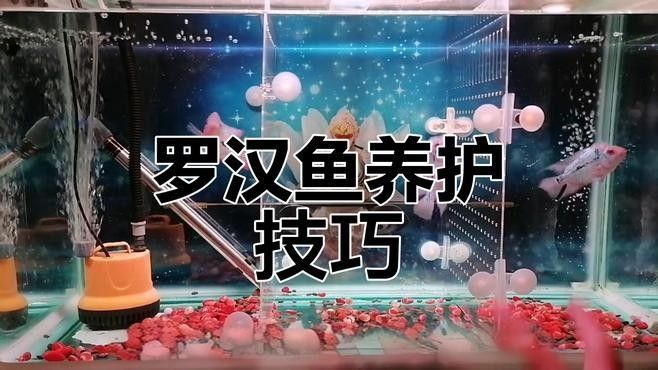 羅漢魚常見病治療方法 羅漢魚常見病治療方法 觀賞魚百科 第3張