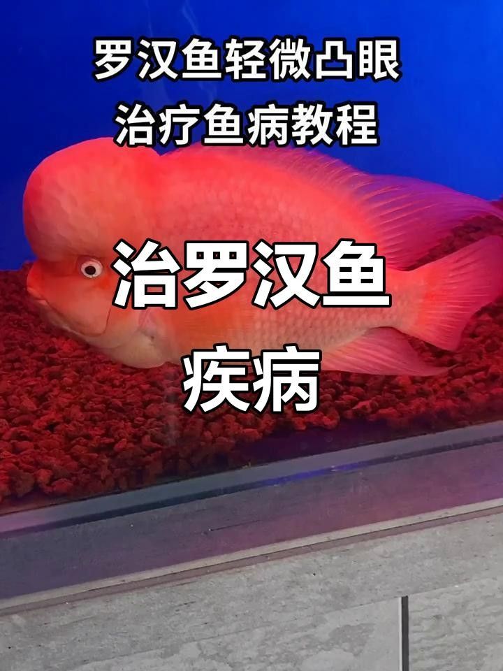 羅漢魚常見病治療方法 羅漢魚常見病治療方法 觀賞魚百科 第6張
