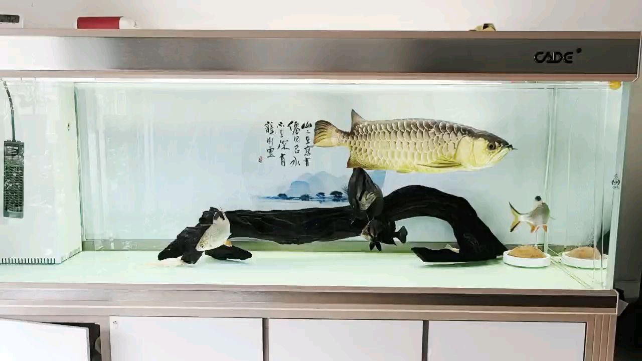 在過(guò)一月龍魚(yú)二十一歲了