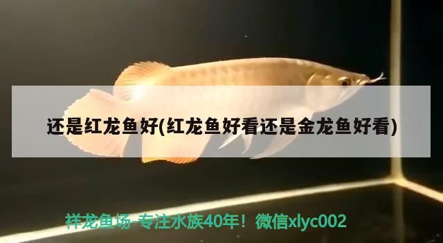 還是紅龍魚好(紅龍魚好看還是金龍魚好看)