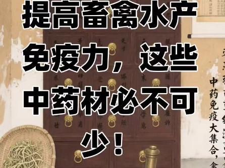 有哪些中藥可以增強魚類免疫力？
