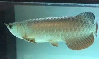 怎樣才能讓龍魚長須