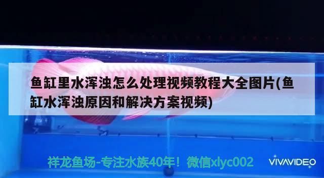 詳細閱讀:趴地虎和泰國虎魚的區別在哪,泰國虎魚和泰北虎的區別在哪 趴地虎和泰國虎魚的區別在哪,泰國虎魚和泰北虎的區別在哪