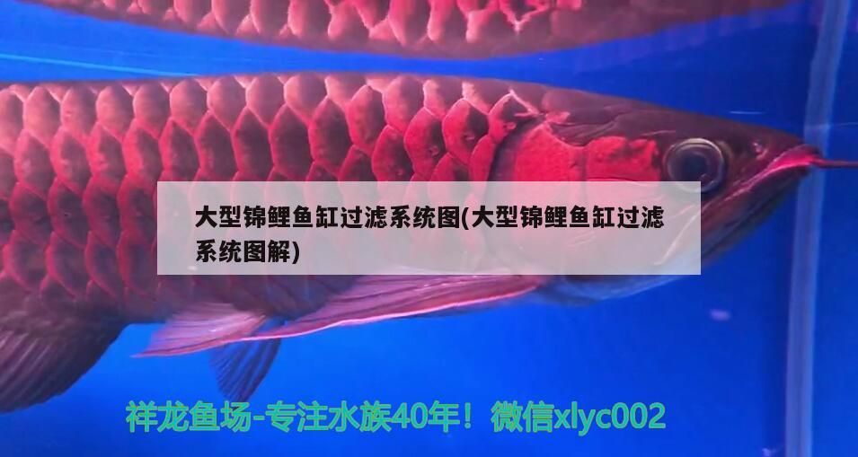 詳細閱讀:趴地虎和泰國虎魚的區別在哪,泰國虎魚和泰北虎的區別在哪 趴地虎和泰國虎魚的區別在哪,泰國虎魚和泰北虎的區別在哪