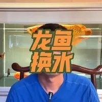養紅龍魚最佳換水時間