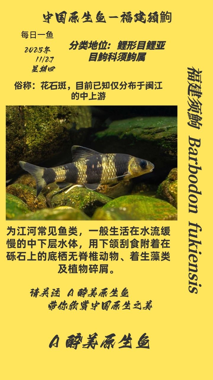 福建須鮈 福建須鮈 龍魚論壇
