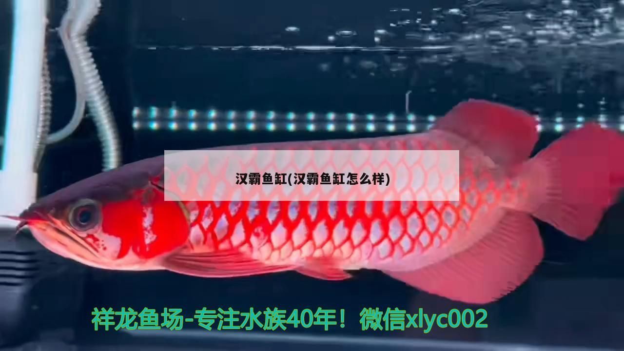 漢霸魚缸(漢霸魚缸怎么樣)