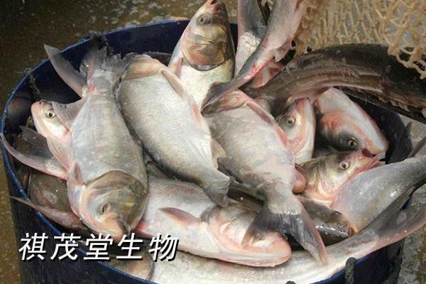 泰龐海鰱不能亂養(yǎng) 泰龐海鰱不能亂養(yǎng) 觀賞魚百科 第4張