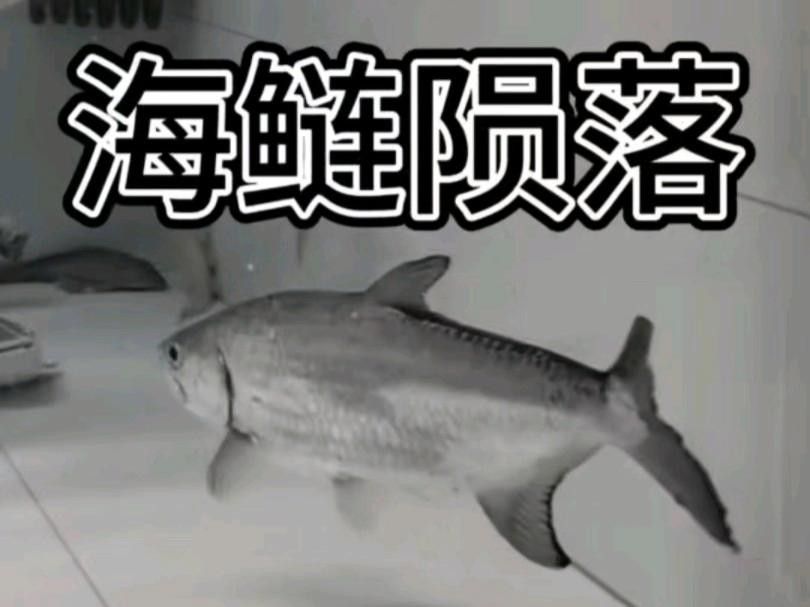 泰龐海鰱不能亂養(yǎng) 泰龐海鰱不能亂養(yǎng) 觀賞魚百科 第2張