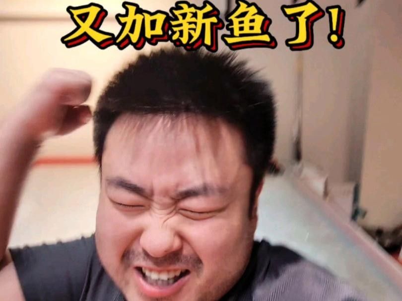 泰龐海鰱不能亂養(yǎng) 泰龐海鰱不能亂養(yǎng) 觀賞魚百科 第3張