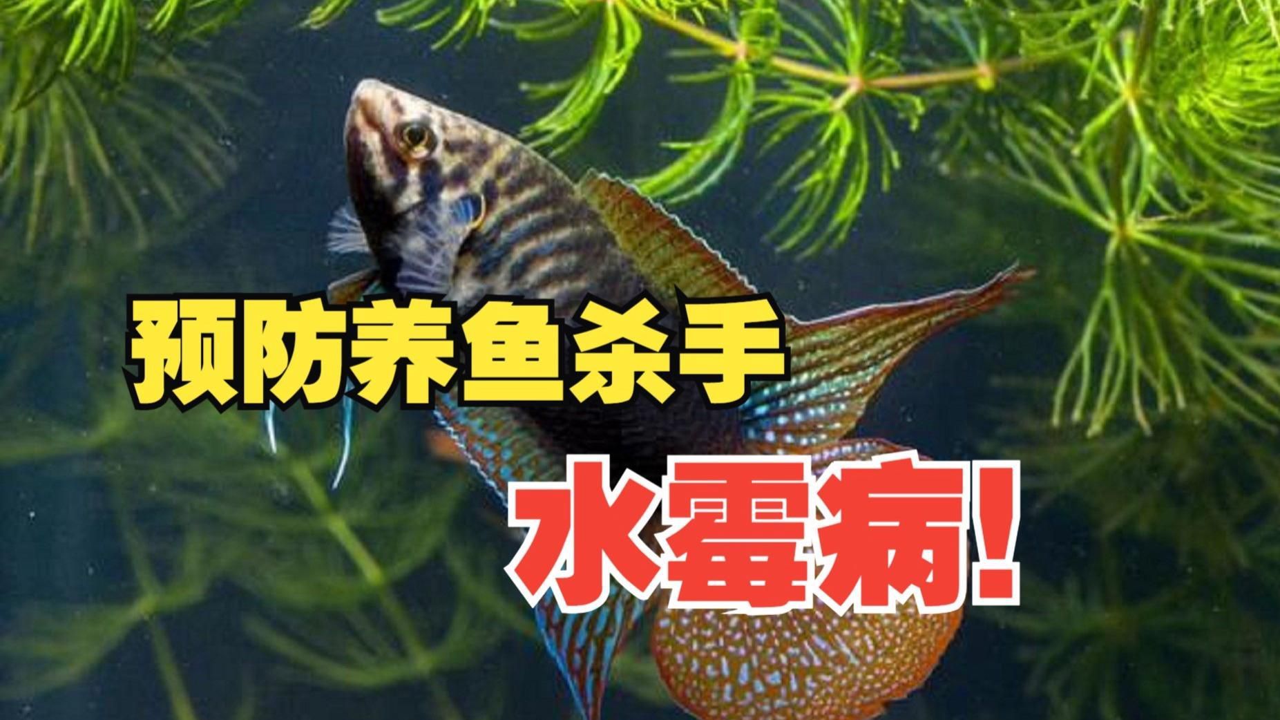如何預(yù)防魚霉菌感染？