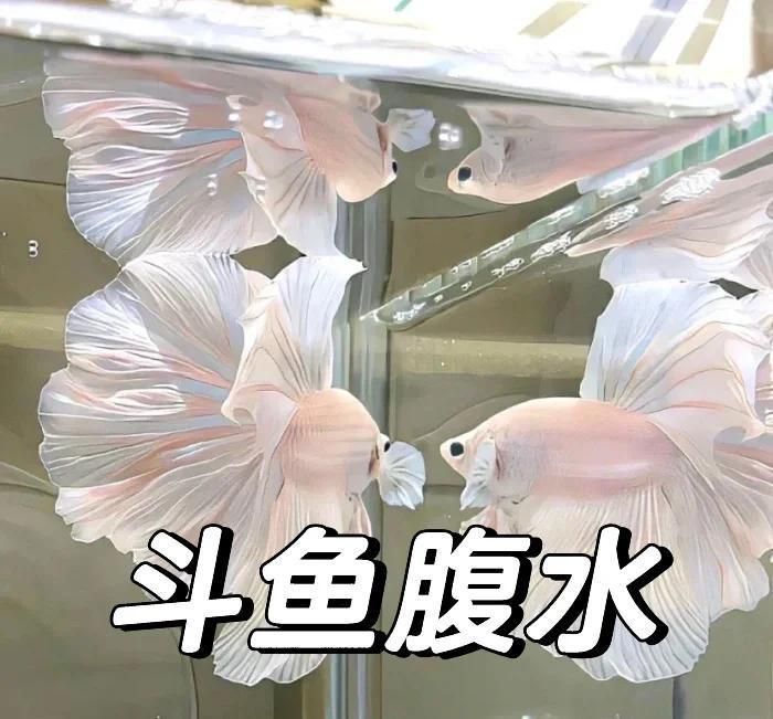 魚腹水治療多久能看到效果？