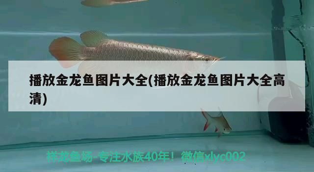 播放金龍魚圖片大全(播放金龍魚圖片大全高清)