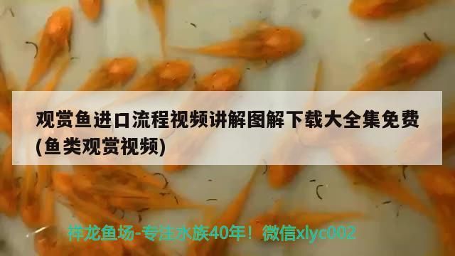觀賞魚進口流程視頻講解圖解下載大全集免費(魚類觀賞視頻) 觀賞魚進口流程視頻講解圖解下載大全集免費(魚類觀賞視頻) 觀賞魚百科