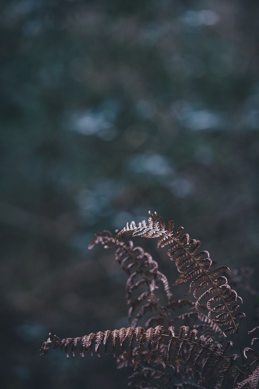 龍鳳錦鯉的壽命是多長(zhǎng)（龍鳳錦鯉能活多久） 龍鳳錦鯉的壽命是多長(zhǎng)（龍鳳錦鯉能活多久） 觀賞魚(yú)百科 第3張