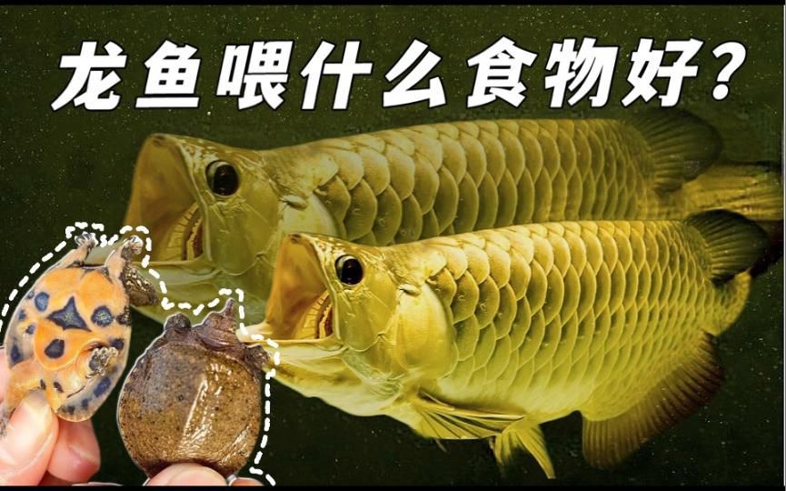 如何改善龍魚的飲食結構以發色？
