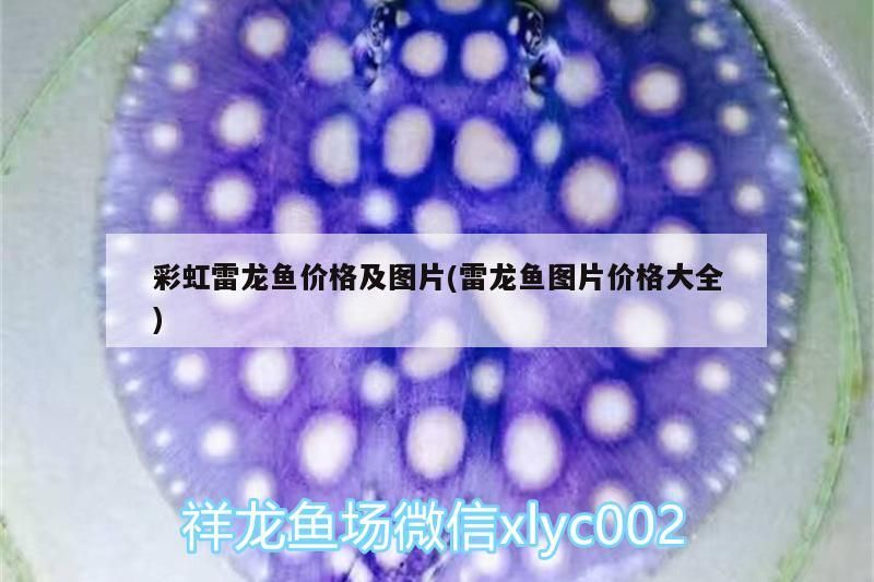 彩虹雷龍魚價格及圖片(雷龍魚圖片價格大全) 彩虹雷龍魚價格及圖片(雷龍魚圖片價格大全) 觀賞魚百科