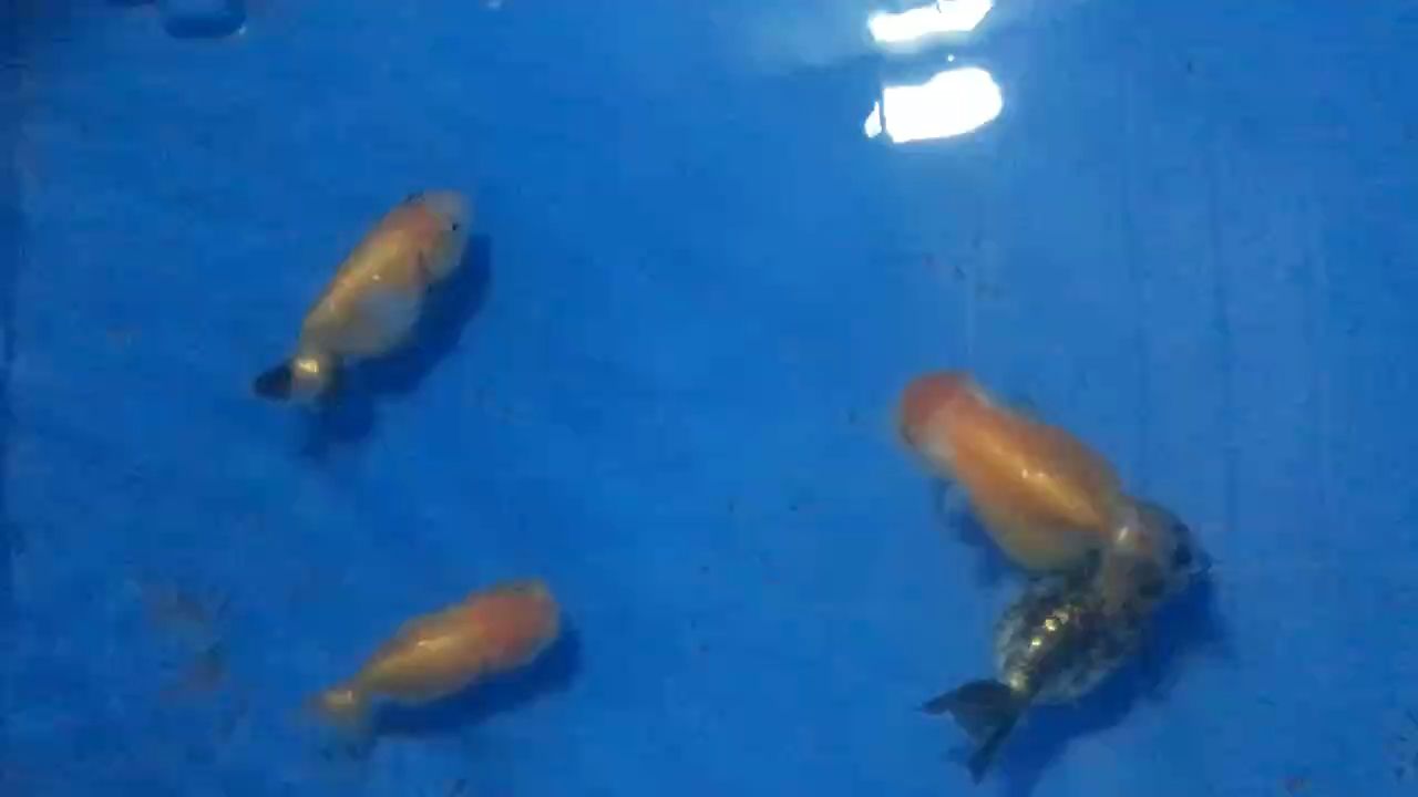 [haha]看看魚(yú) [haha]看看魚(yú) 龍魚(yú)論壇