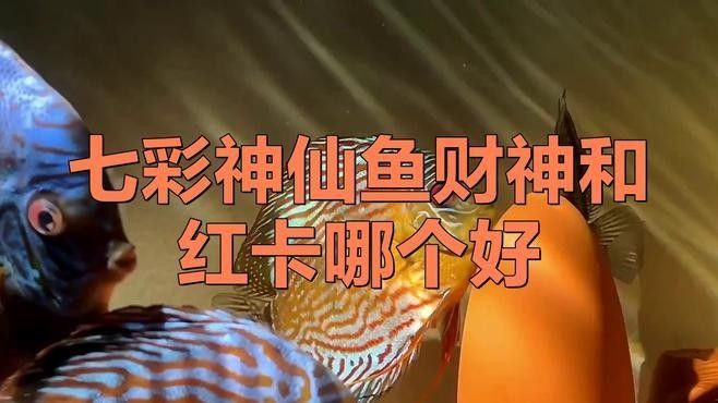 財(cái)神和紅卡的區(qū)別 財(cái)神和紅卡的區(qū)別 觀賞魚(yú)百科 第1張