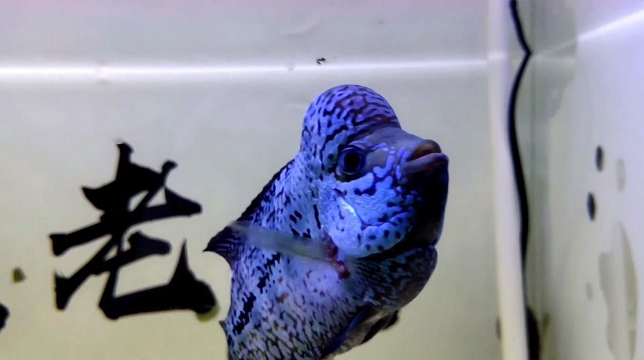 羅漢魚還有哪些食物可以選擇？