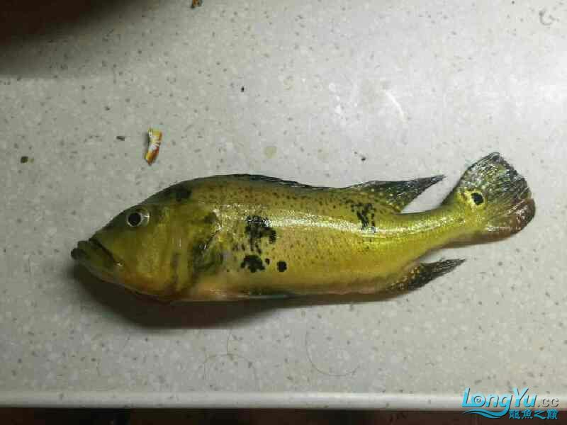 求助死因不明 求助死因不明 觀賞魚百科 第3張