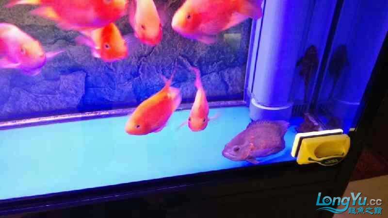 求助死因不明 求助死因不明 觀賞魚百科 第1張