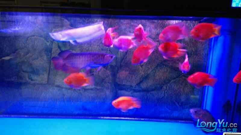 求助死因不明 求助死因不明 觀賞魚百科 第2張