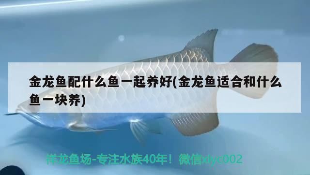 金龍魚配什么魚一起養(yǎng)好(金龍魚適合和什么魚一塊養(yǎng))
