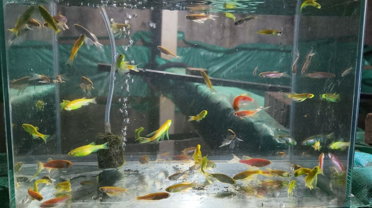 斑馬魚