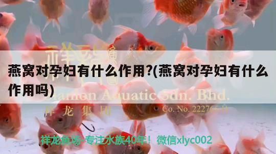 六角龍魚怎么養?3點注意事項視頻教程（六角龍魚苗怎么養）