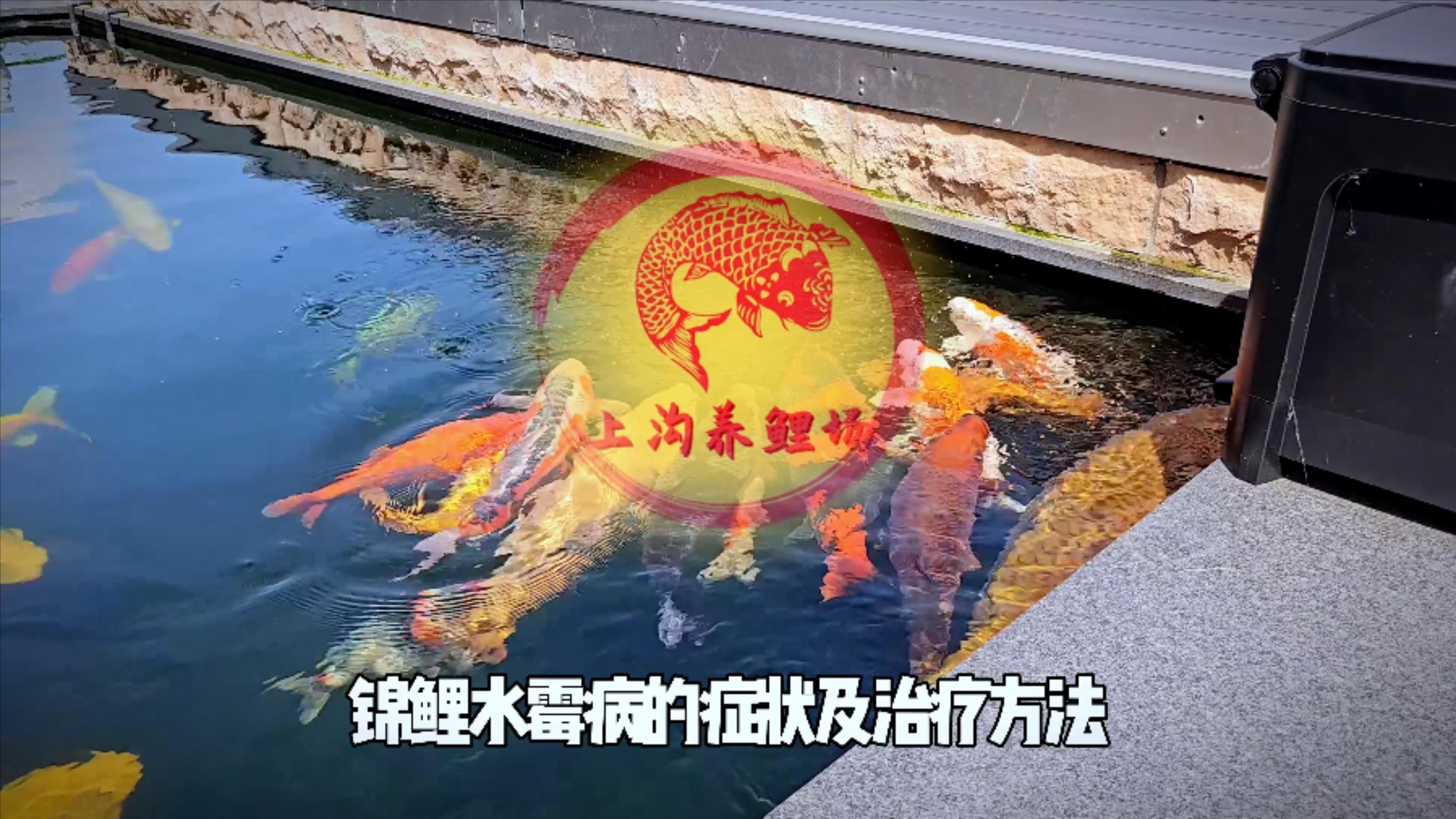 如何區分魚霉菌感染和其他魚病？ 如何區分魚霉菌感染和其他魚??？ 龍魚百科