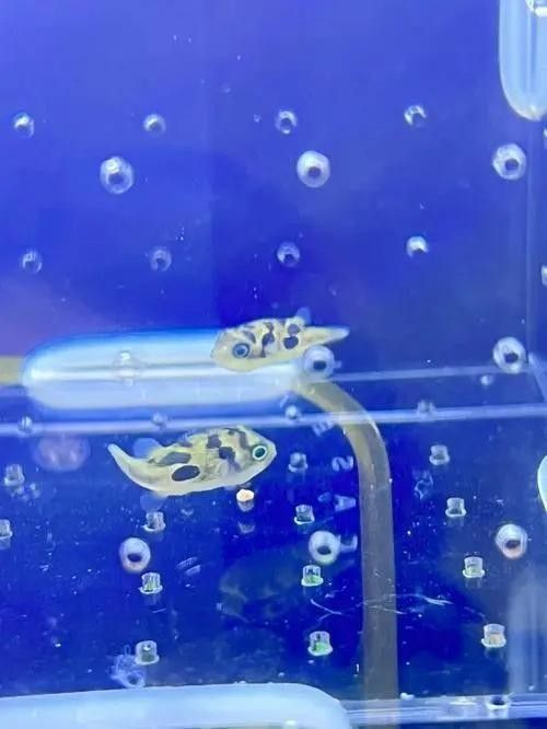 木蘭金龍魚最忌三種魚