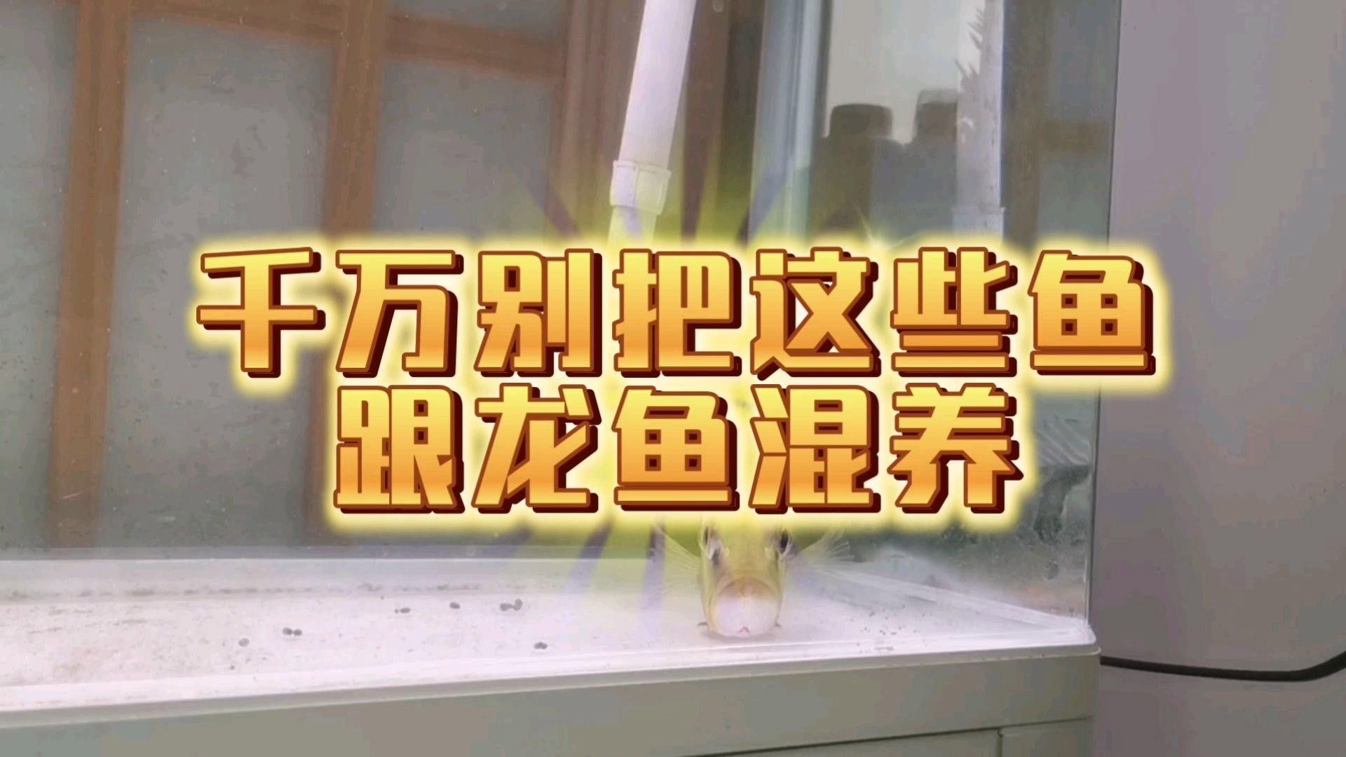木蘭金龍魚最忌三種魚