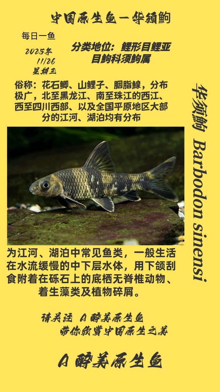 華須鮈