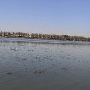 懷遠適合野釣的地方 懷遠適合野釣的地方 觀賞魚百科 第7張