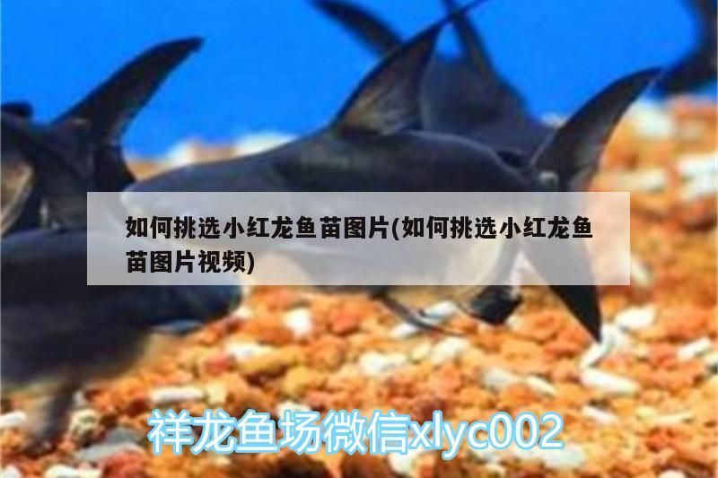如何挑選小紅龍魚苗圖片(如何挑選小紅龍魚苗圖片視頻)