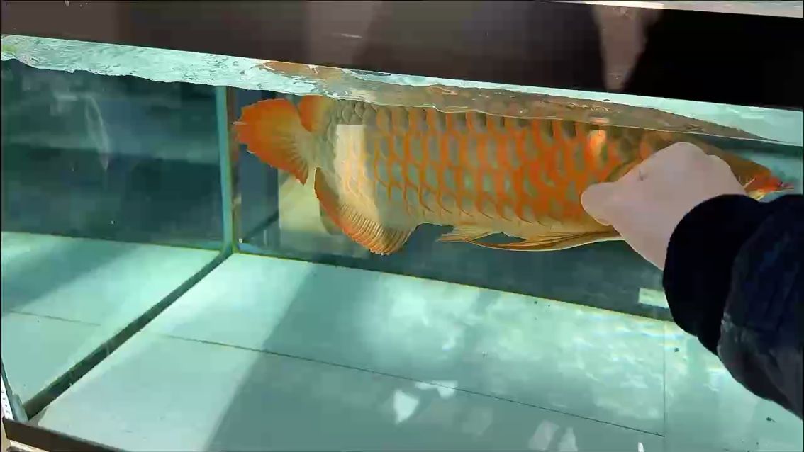 最貴的魚排行榜前十名，世界上最貴的魚排行榜前十名