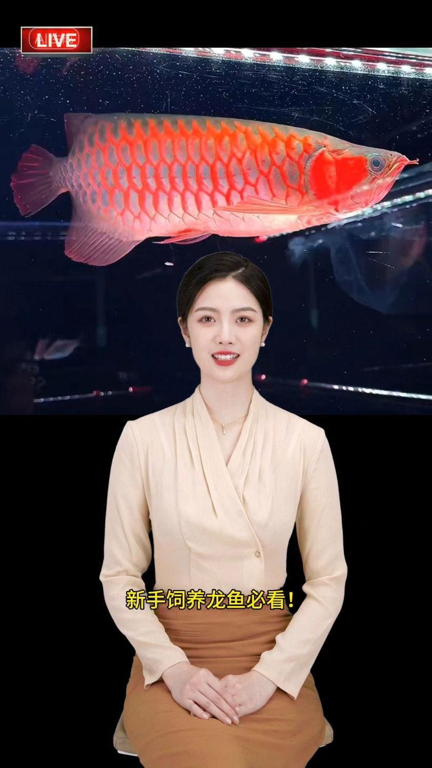新手養(yǎng)龍魚需要準(zhǔn)備什么？ 新手養(yǎng)龍魚需要準(zhǔn)備什么？ 龍魚百科 第2張