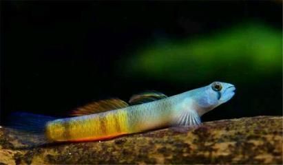 互動性好的觀賞魚有哪些品牌（如何提高觀賞魚的互動性）