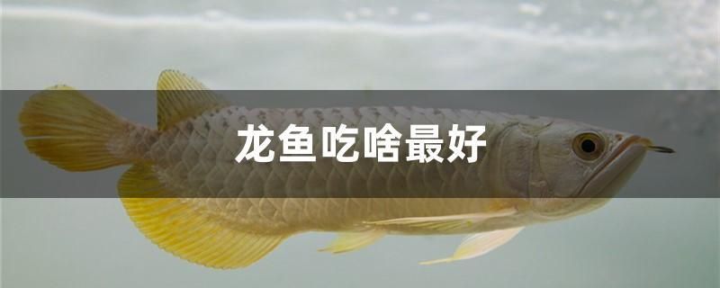 紅龍魚用黃燈烤有用嗎 龍魚吃啥最好 觀賞魚百科 龍魚吃啥最好 龍魚吃啥最好 觀賞魚百科