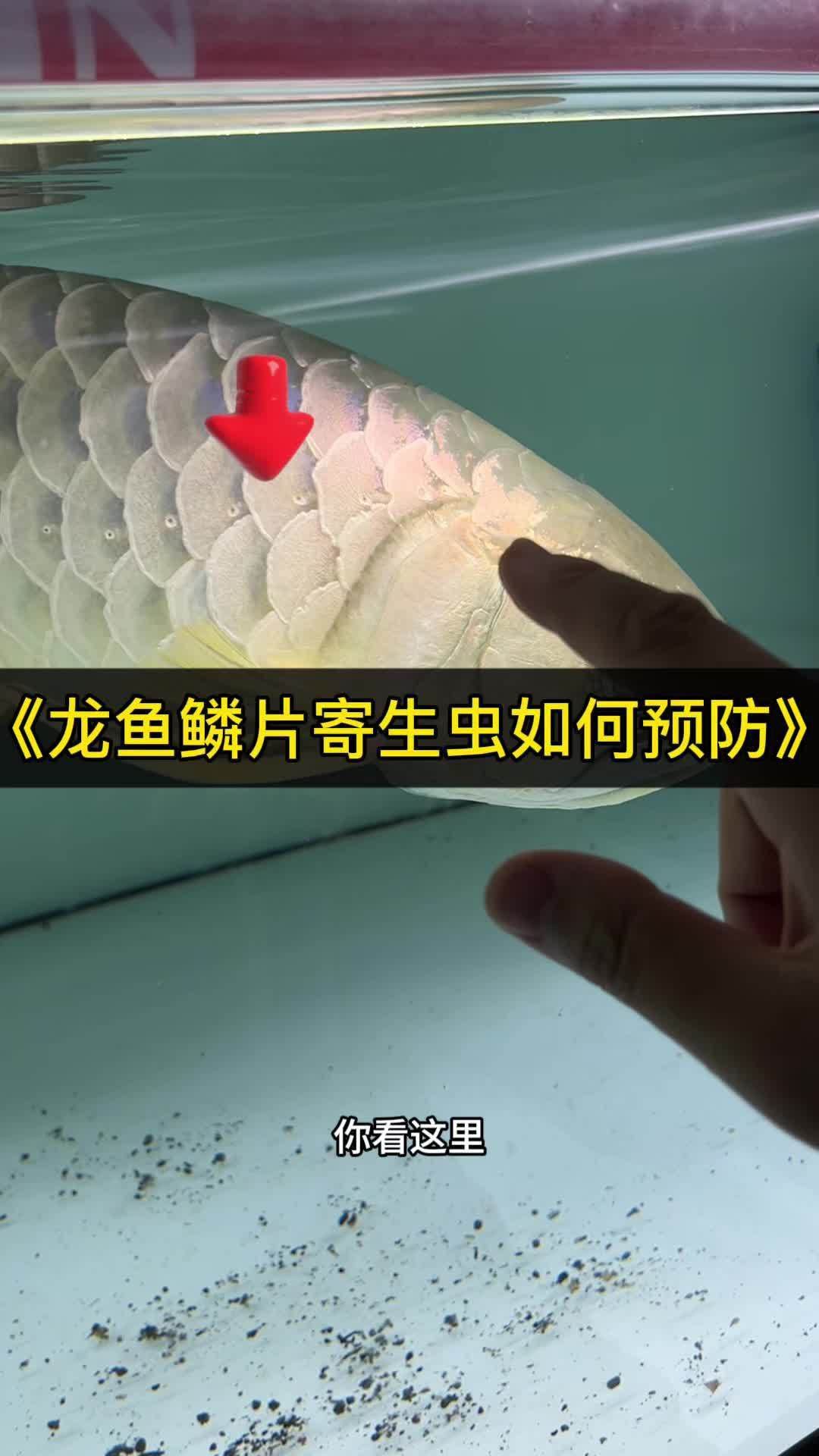 燕尾金魚能長多大(燕尾草金魚能長多大)
