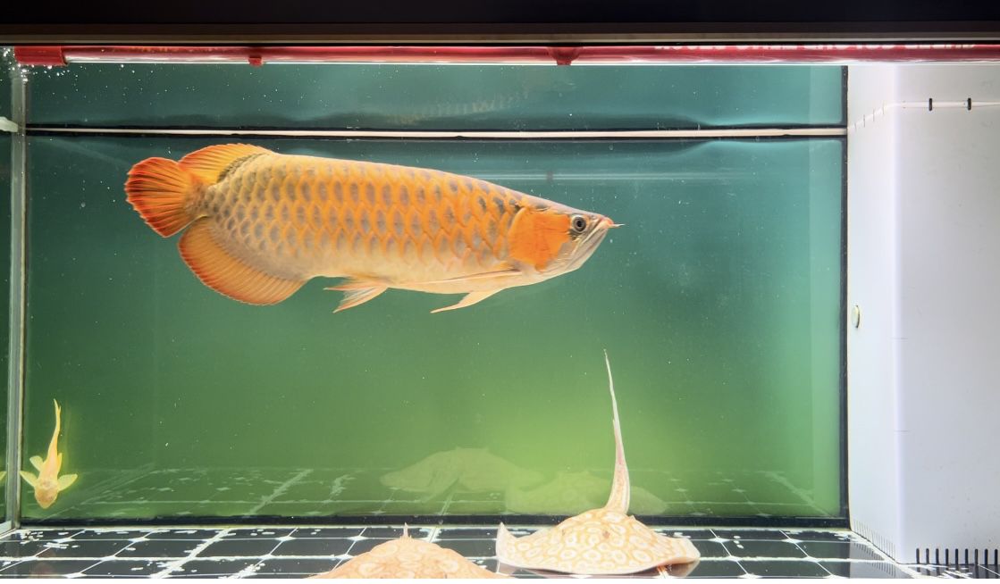 45厘米怎么上色 龍魚論壇 第1張 45厘米怎么上色 45厘米怎么上色 龍魚論壇 第1張