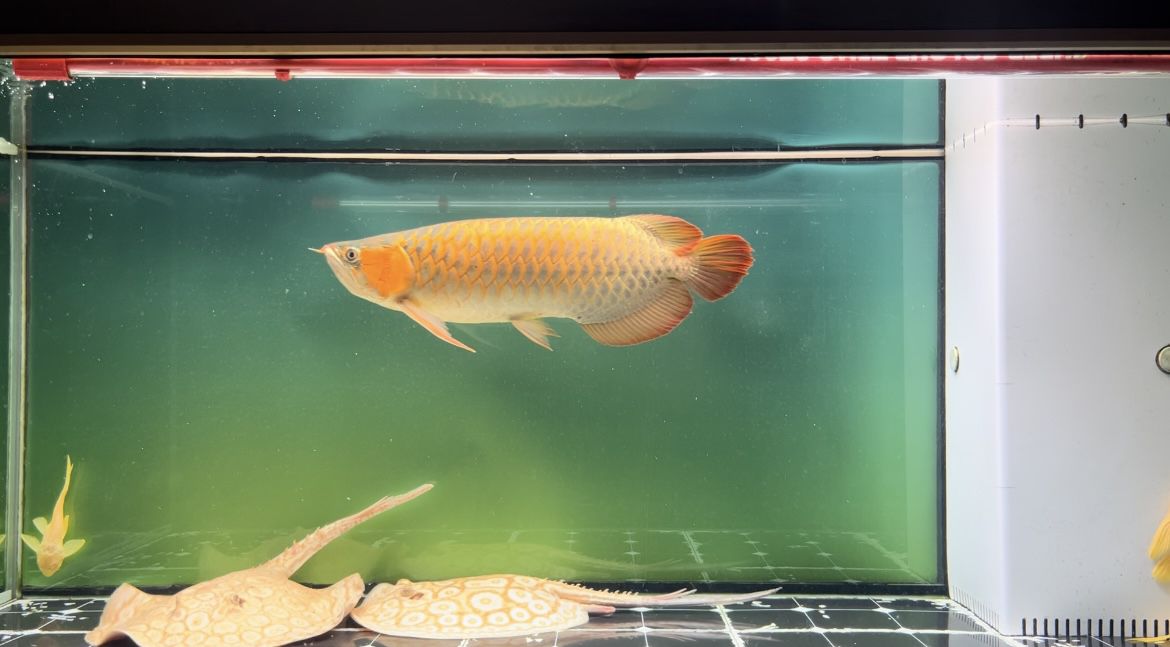 45厘米怎么上色 龍魚論壇 第2張 45厘米怎么上色 45厘米怎么上色 龍魚論壇 第2張