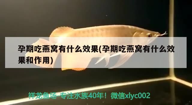 魚缸用增氧泵價格是多少:魚缸增氧機-xtrac增氧機-xtrac增氧機 鵝頭紅金魚頭上長白點怎么回事,鵝頭紅金魚老是被其他金魚咬頭上那個紅瘤。怎么回事 觀賞魚百科 鵝頭紅金魚頭上長白點怎么回事,鵝頭紅金魚老是被其他金魚咬頭上那個紅瘤。怎么回事 鵝頭紅金魚頭上長白點怎么回事,鵝頭紅金魚老是被其他金魚咬頭上那個紅瘤。怎么回事 觀賞魚百科