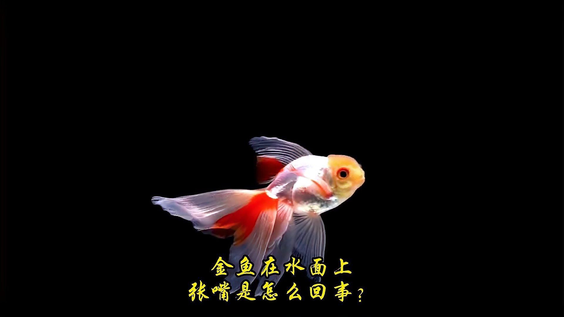 金魚不停張嘴，是否需要立即換水？