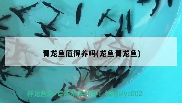 青龍魚值得養嗎(龍魚青龍魚) 青龍魚值得養嗎(龍魚青龍魚) 觀賞魚百科