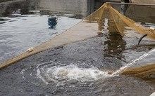 混養魚10大品牌