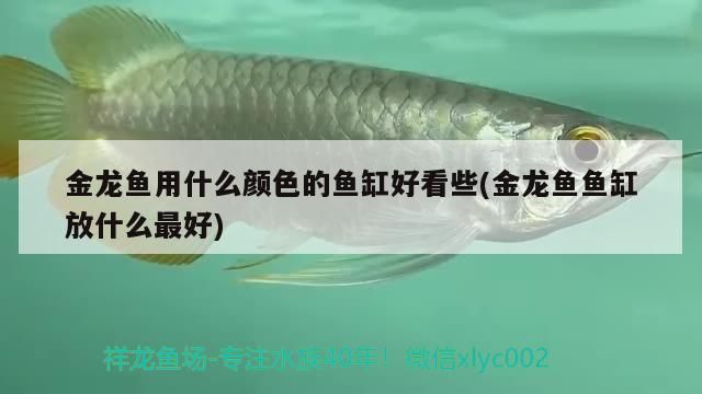 金龍魚(yú)用什么顏色的魚(yú)缸好看些(金龍魚(yú)魚(yú)缸放什么最好)