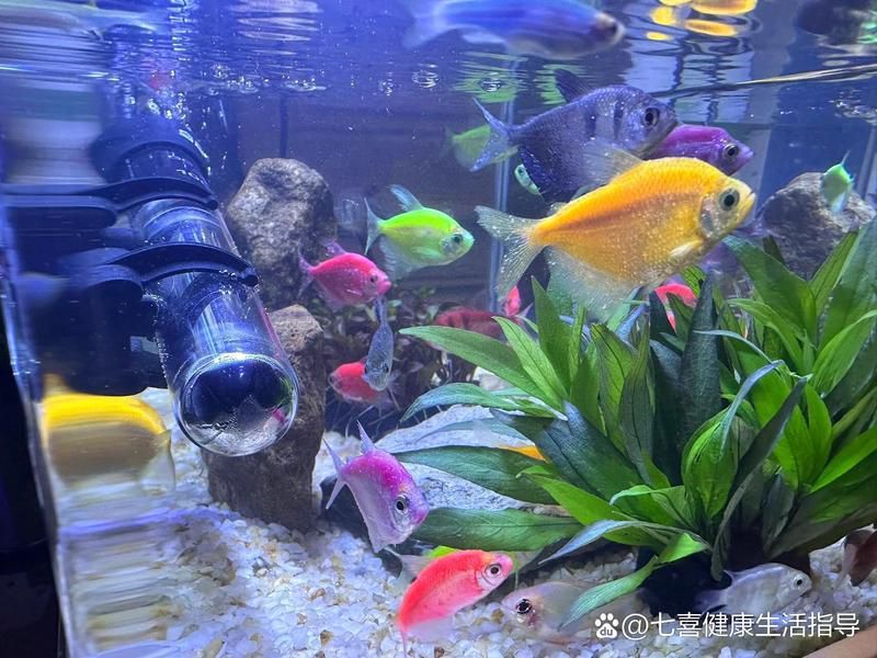 如何判斷天使魚是否生病？